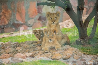 Bild på Lions zoo3